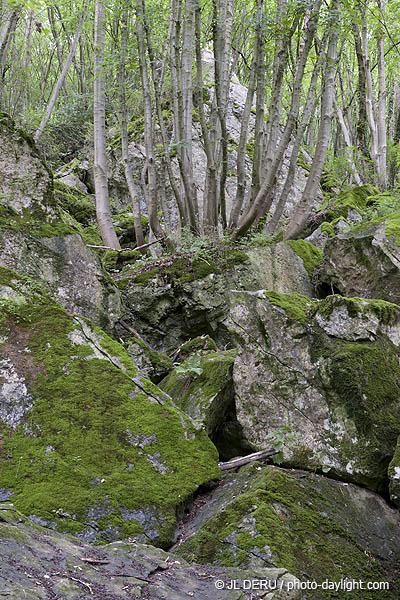 bois et rochers
wood and rocks